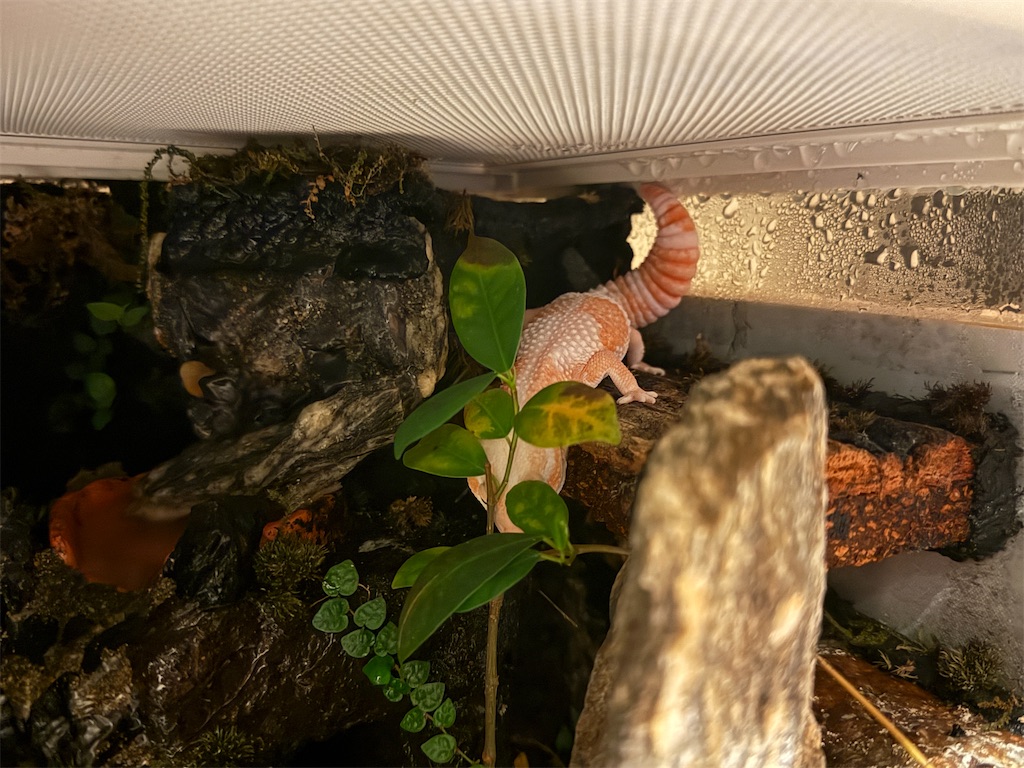 f:id:black-star0609:20251120172831j:image