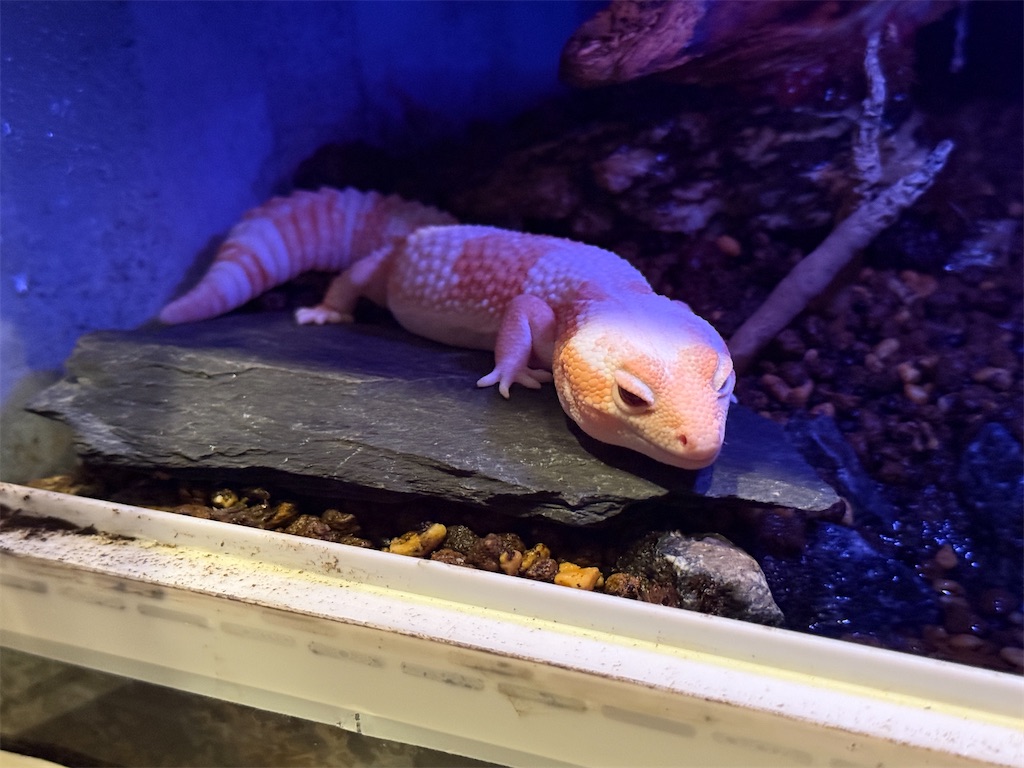 f:id:black-star0609:20260104223141j:image