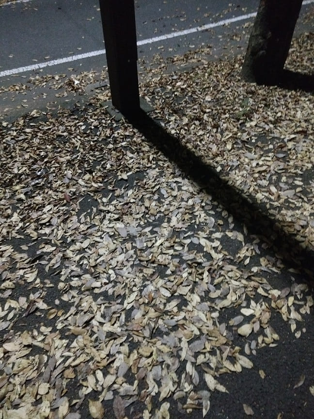 f:id:blackCat13:20201115215835j:plain