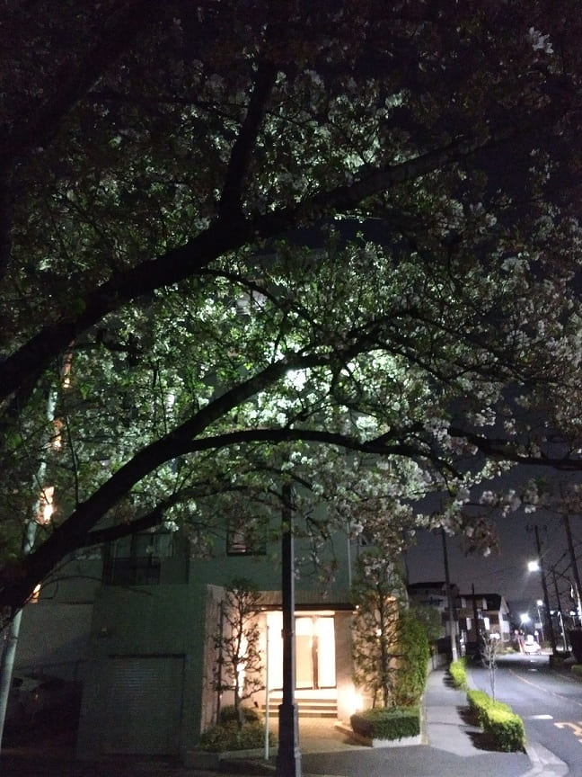 f:id:blackCat13:20210407194450j:plain