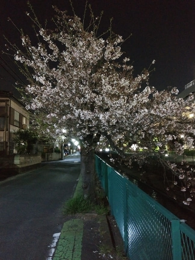 f:id:blackCat13:20220410195215j:plain