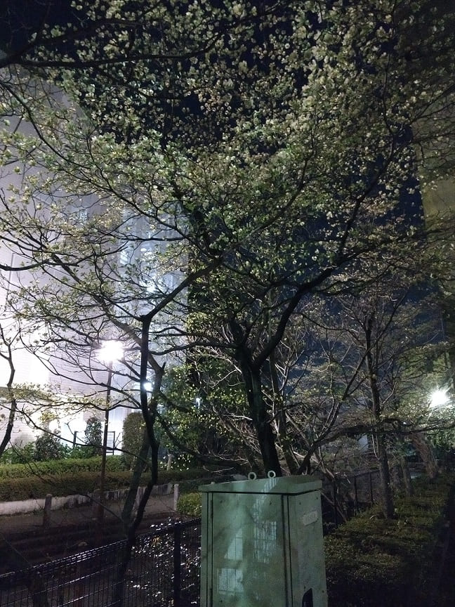 f:id:blackCat13:20220410195254j:plain