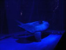f:id:black_ship:20070826133504j:image f:id:black_ship:20070826133504j:image