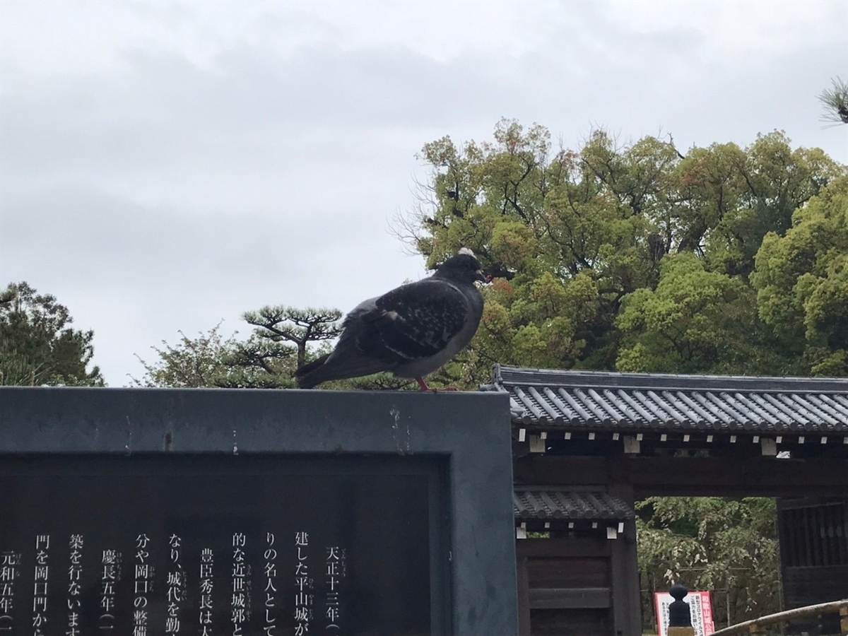 白いとさかの持ち主は - 工藤のブログ