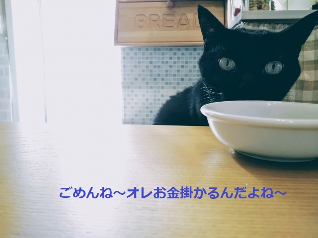 麻酔をかけられた猫。腰砕けでよろよろ。その後2日間こたつで冬眠 