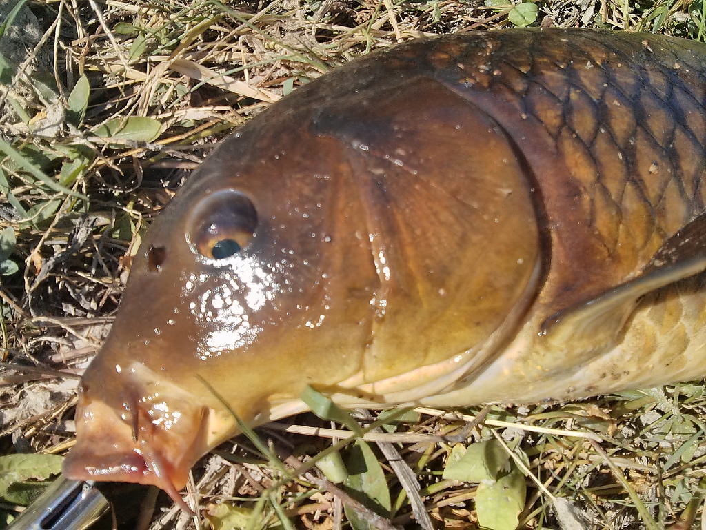釣り 釣り