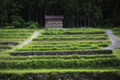 [24-07高山白川郷]