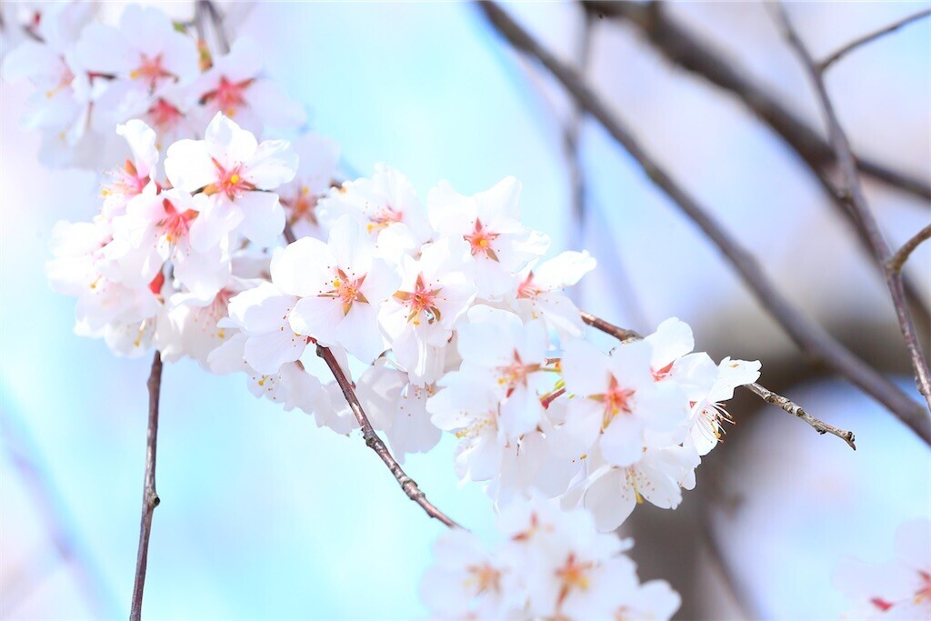 f:id:blackeye2025:20250408200934j:image