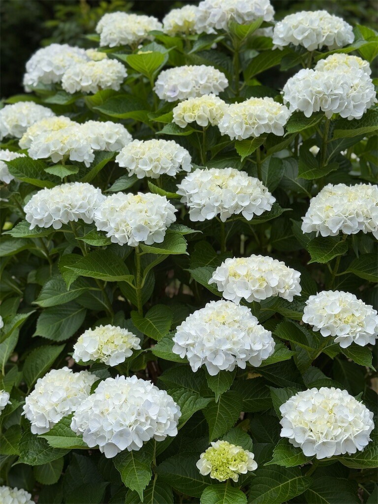 f:id:blackeye2025:20250622090912j:image
