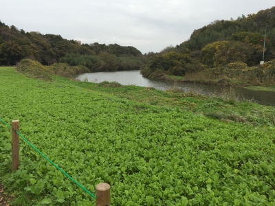 千葉県八千代市花島公園近くの検見川