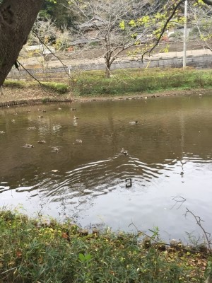 千葉県八千代市花島公園