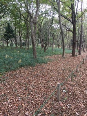 千葉県八千代市花島公園