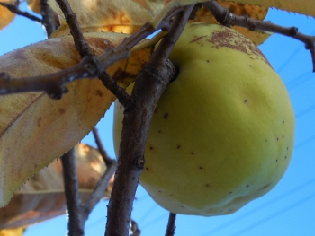 f:id:blackiex:20161119185321j:plain f:id:blackiex:20161119185321j:plain