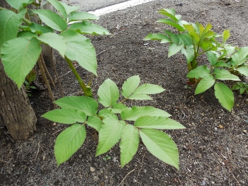 f:id:blackiex:20180504185729j:plain f:id:blackiex:20180504185729j:plain