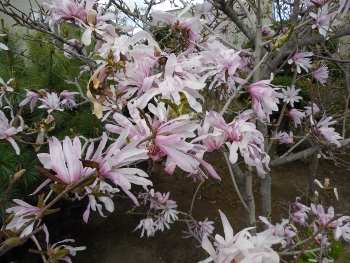 f:id:blackiex:20180504190105j:plain f:id:blackiex:20180504190105j:plain