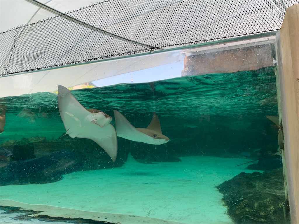 f:id:blackjunjun:20190805224233j:image f:id:blackjunjun:20190805224233j:image