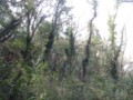 20100324180009