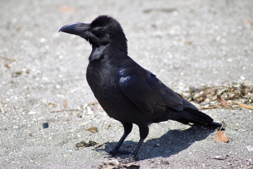 f:id:blacksnivy:20170817124450j:plain