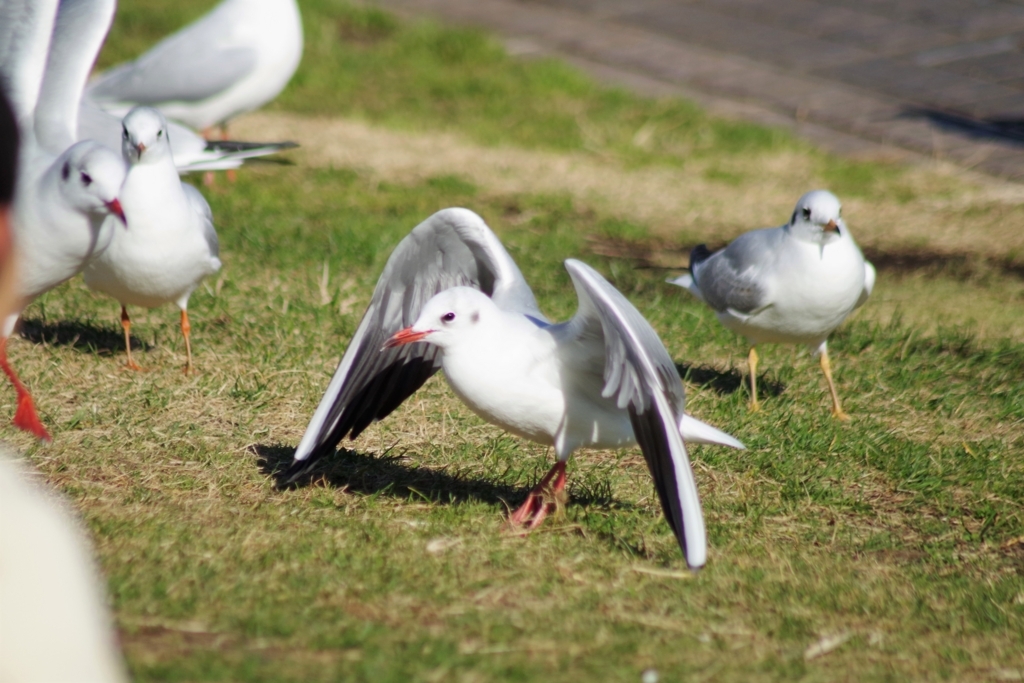 f:id:blacksnivy:20171209130059j:plain