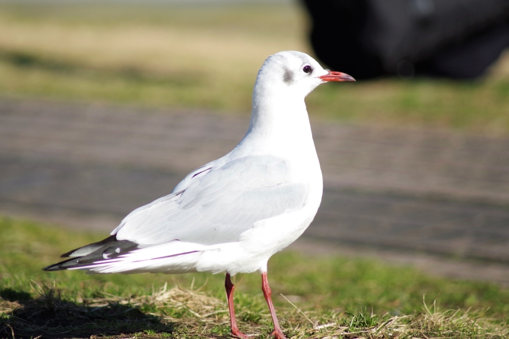 f:id:blacksnivy:20171209131339j:plain