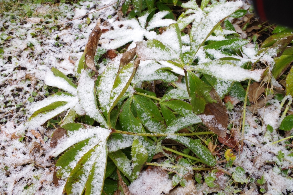 f:id:blacksnivy:20180122125112j:plain