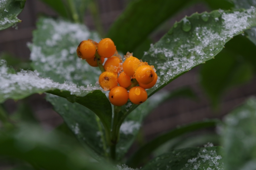 f:id:blacksnivy:20180122125850j:plain