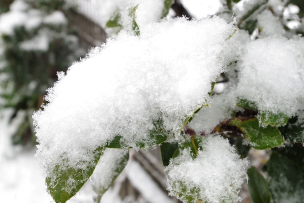 f:id:blacksnivy:20180122142410j:plain