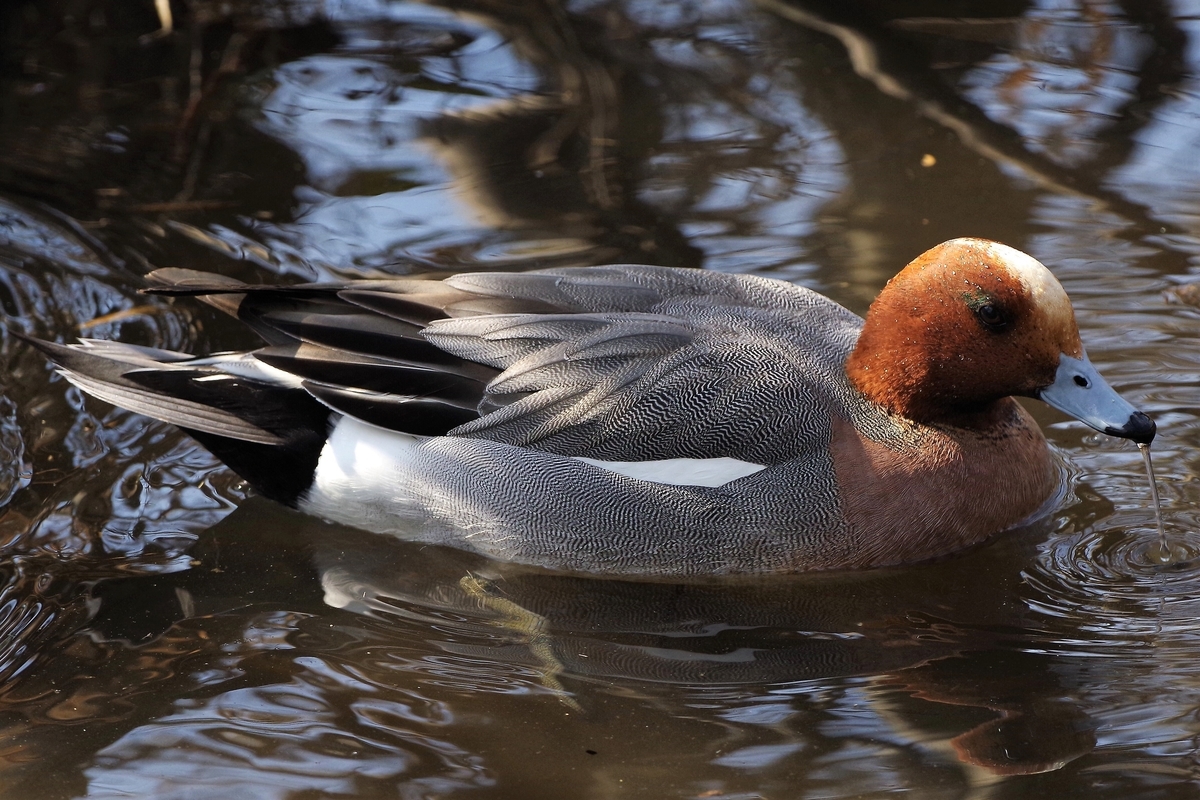 f:id:blacksnivy:20190315155904j:plain