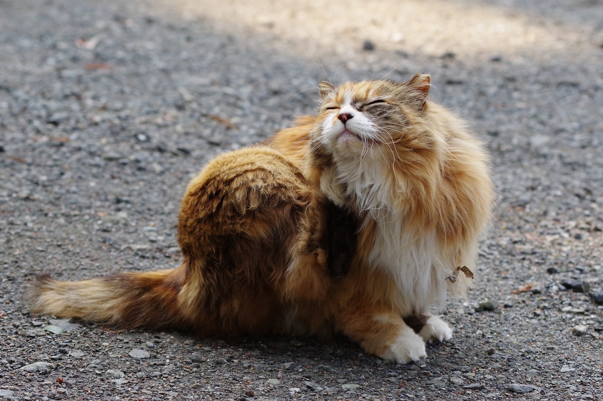 f:id:blacksnivy:20190315160243j:plain