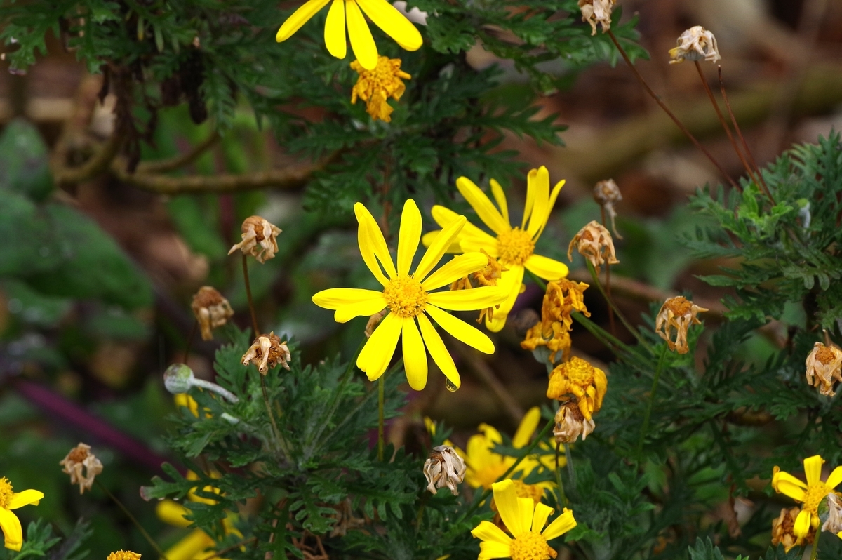 f:id:blacksnivy:20190326222845j:plain f:id:blacksnivy:20190326222845j:plain