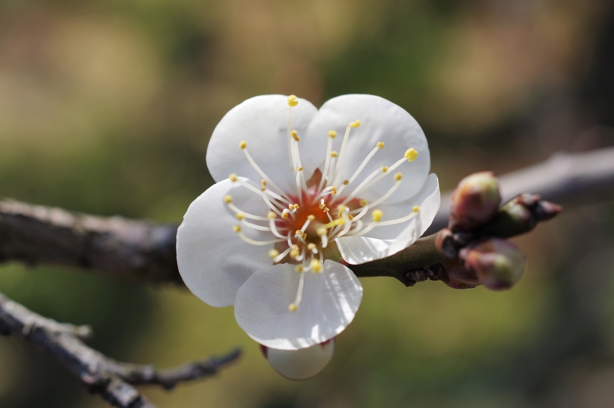 f:id:blacksnivy:20220219214716j:plain