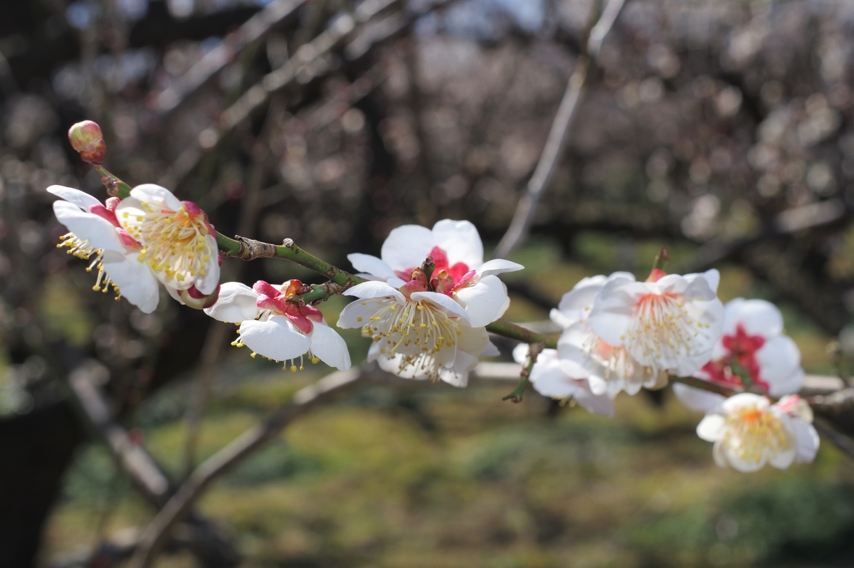 f:id:blacksnivy:20220219215533j:plain