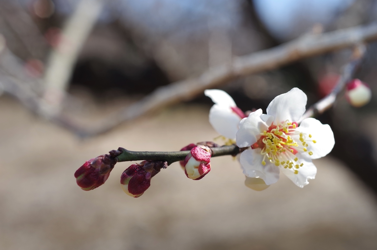 f:id:blacksnivy:20220219215608j:plain