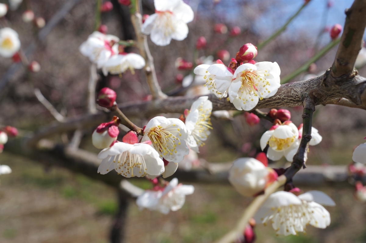 f:id:blacksnivy:20220219215701j:plain