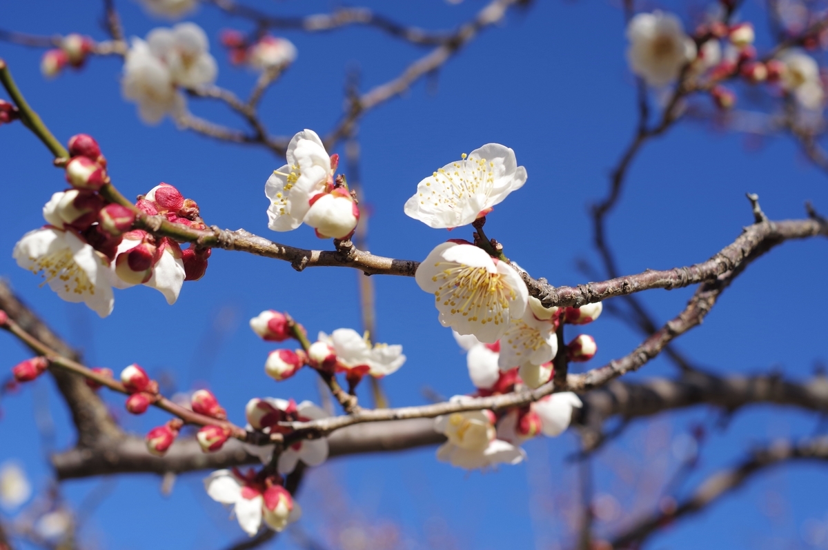 f:id:blacksnivy:20220219221752j:plain