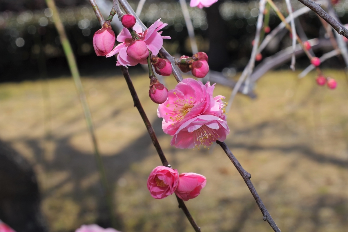 f:id:blacksnivy:20220219222956j:plain