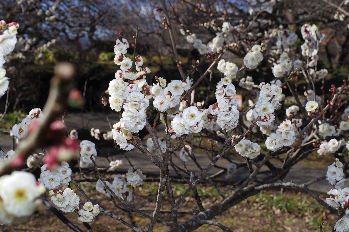 f:id:blacksnivy:20220219223104j:plain