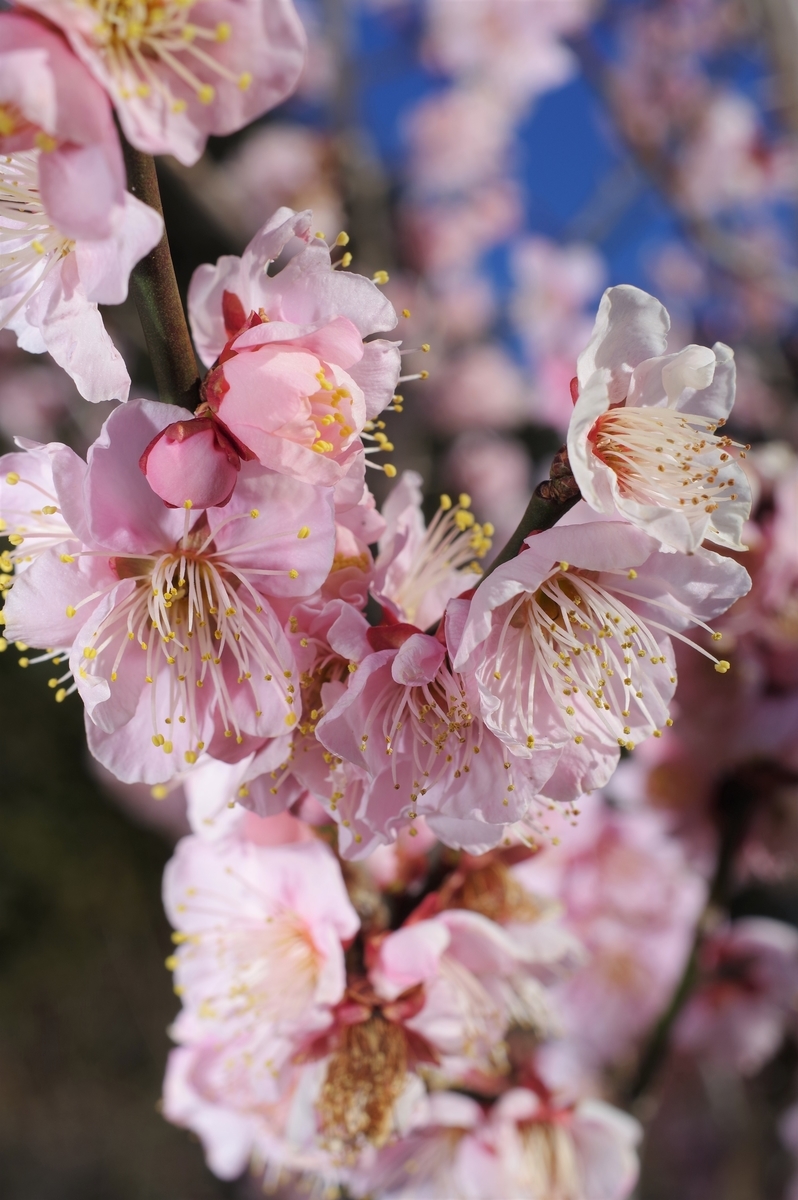 f:id:blacksnivy:20220219231750j:plain