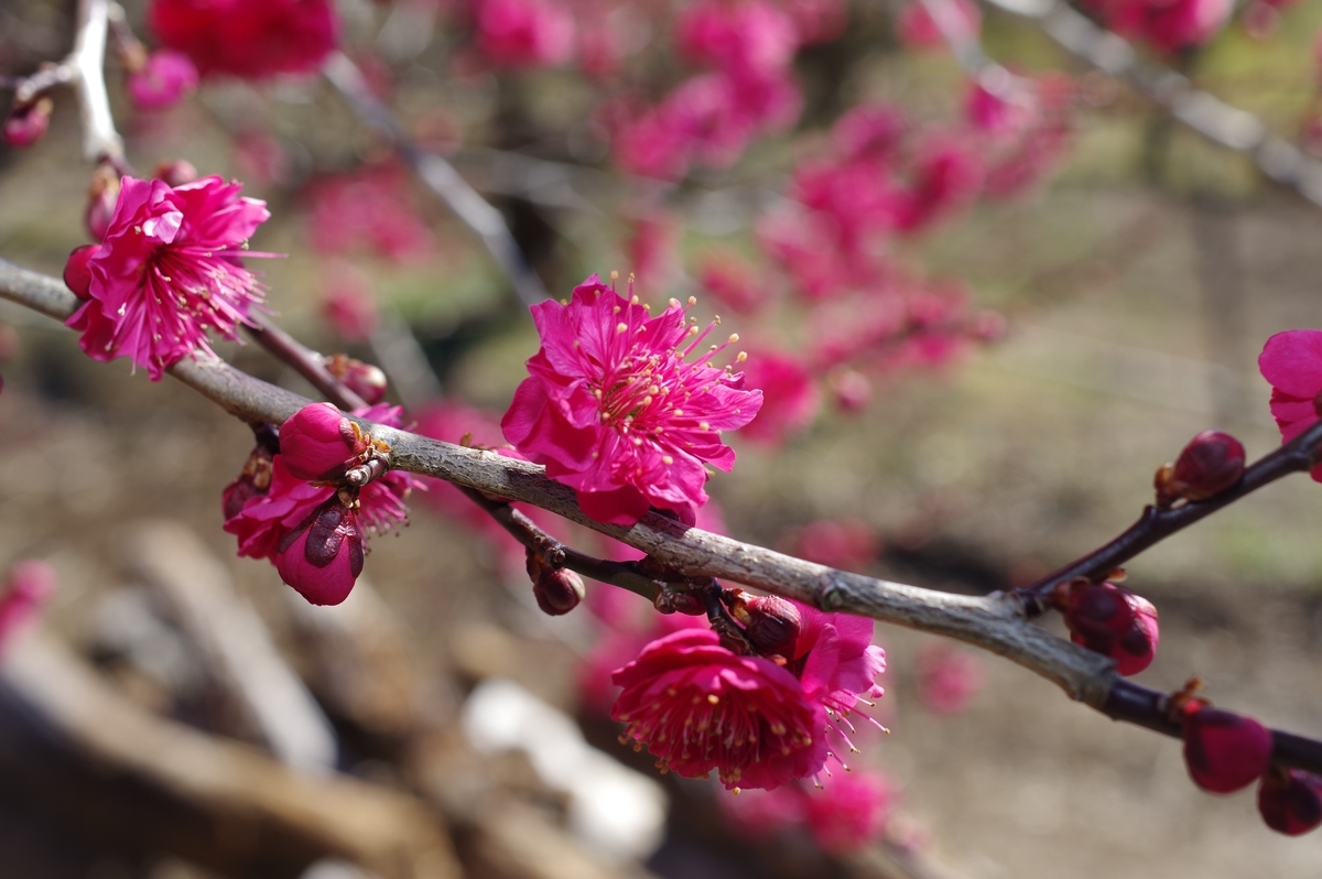 f:id:blacksnivy:20220219231857j:plain