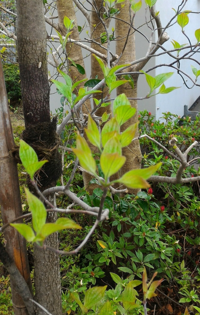 f:id:blacksusan:20170420212411j:plain
