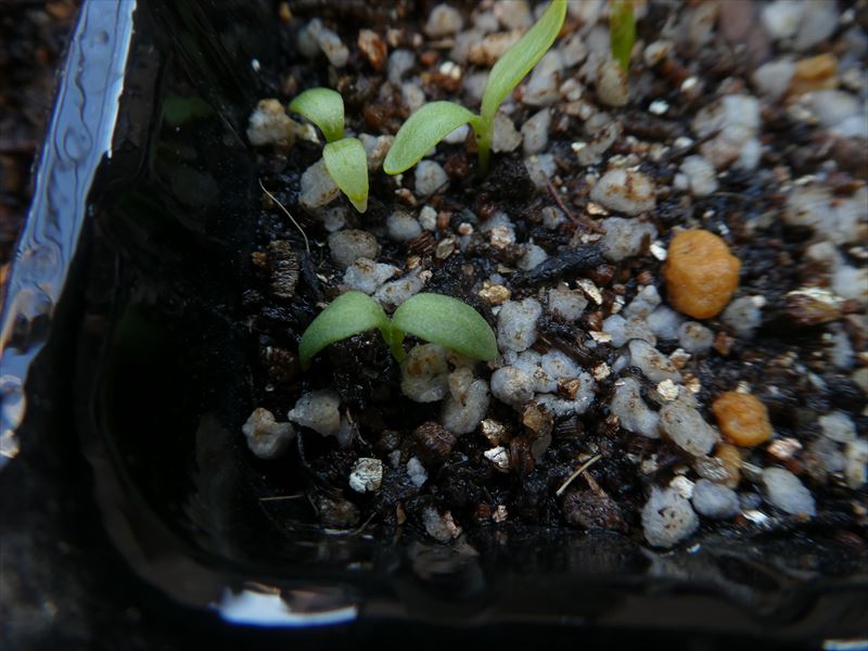 山野草の発芽が始まりました - 天然に