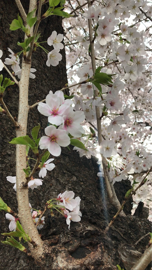 f:id:blair14:20220430154956p:image