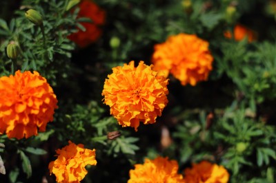 f:id:blaireau:20150320014708j:plain f:id:blaireau:20150320014708j:plain
