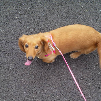 f:id:blamagigirl:20090514221237j:image