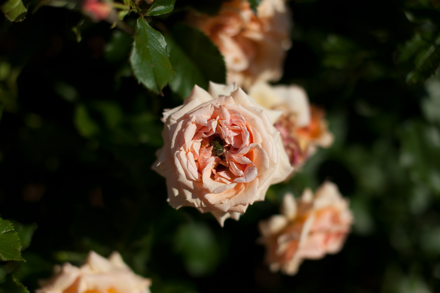 f:id:blanClass:20120530232258j:image