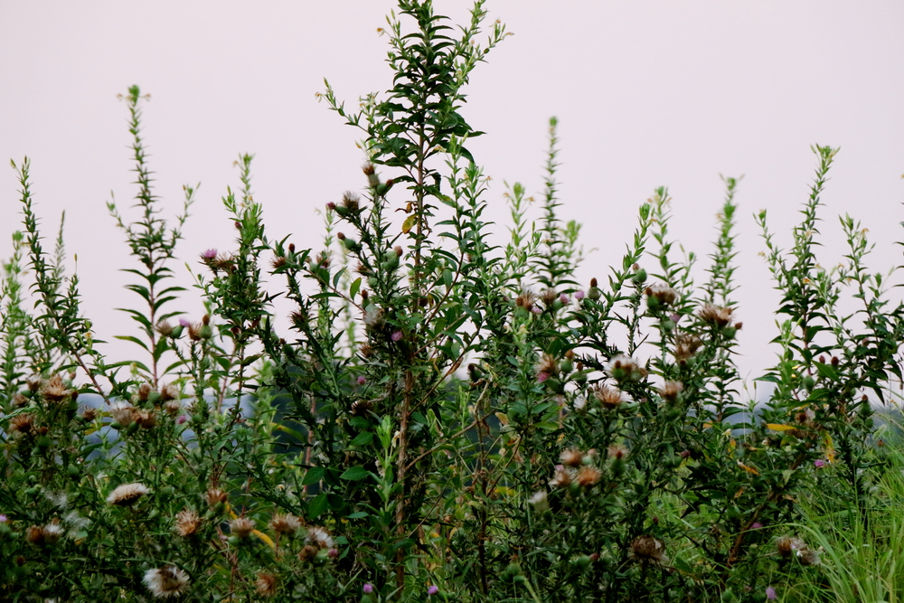 f:id:blanClass:20190722190713j:plain f:id:blanClass:20190722190713j:plain