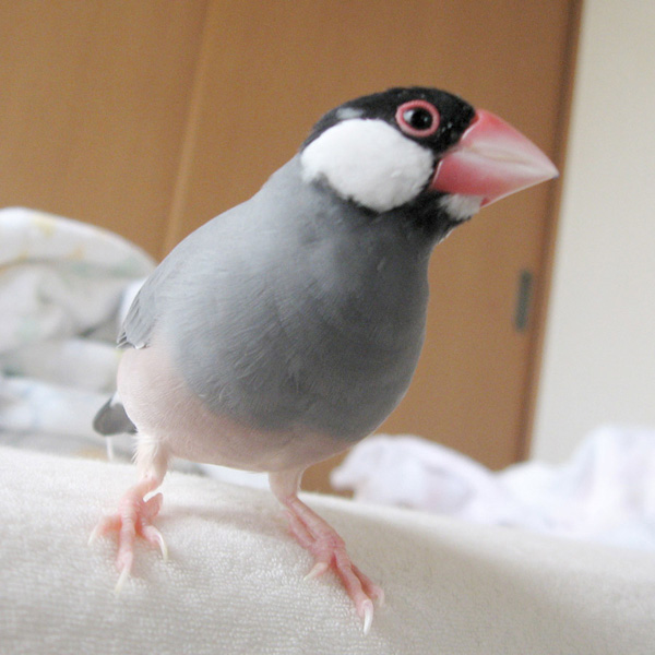 f:id:blanccasse:20060622213256j:image:w300