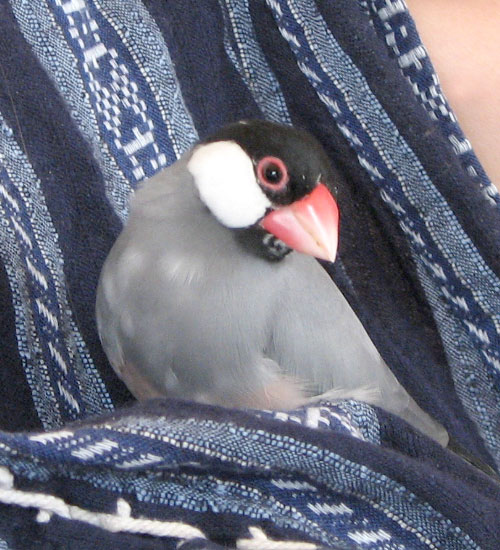 f:id:blanccasse:20060628182959j:image:w300