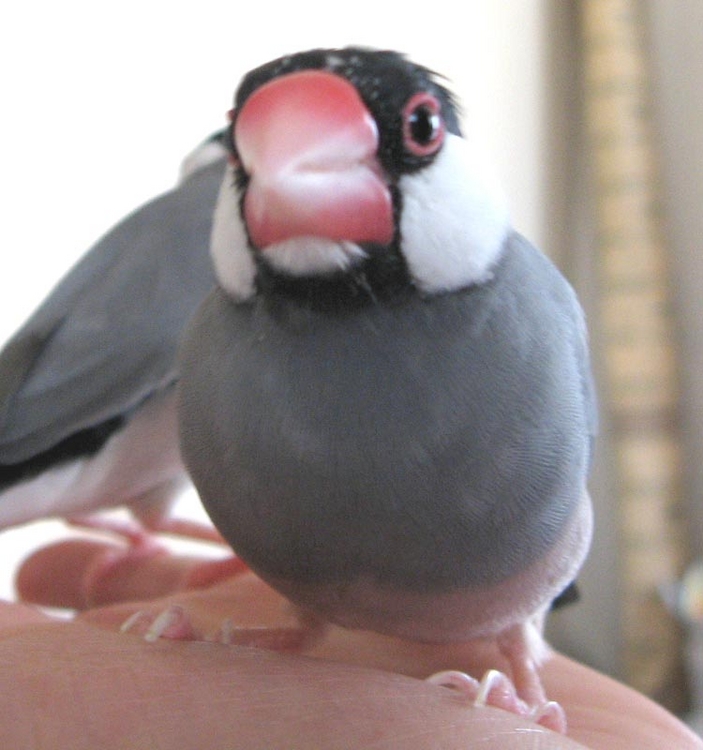 f:id:blanccasse:20060630201258j:image:w300