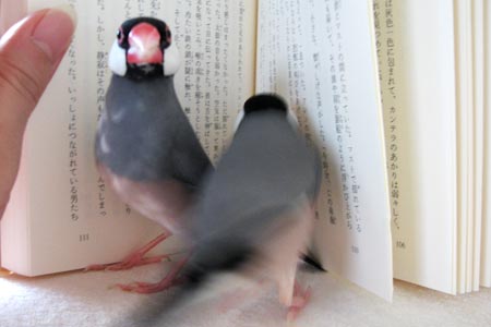 「シルバー！レッちゃんがーー！」と朱華（左）